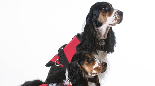 register your dog to be a service dog