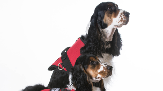 free federal service dog registration