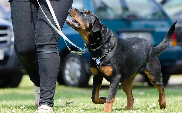 what qualifies a dog as a service dog