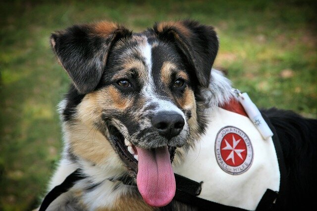 what qualifies a dog as a service dog