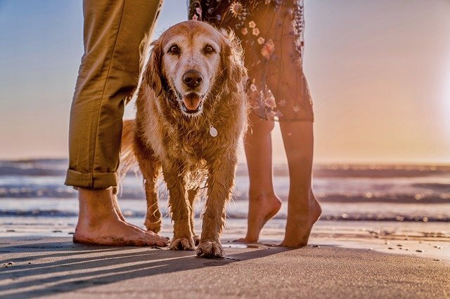 can a hotel ask for service dog papers