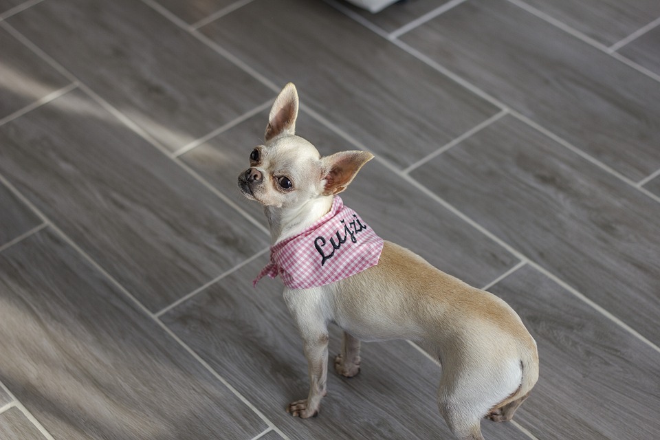 Service Dog
