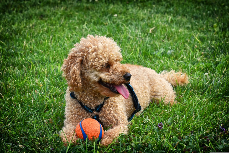 Service Dogs-
