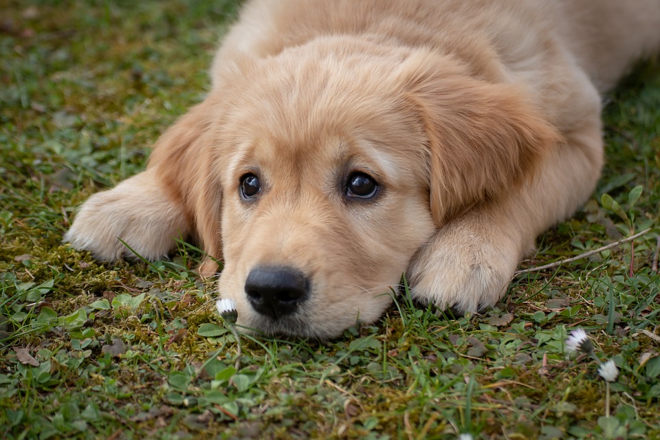 Service Dog