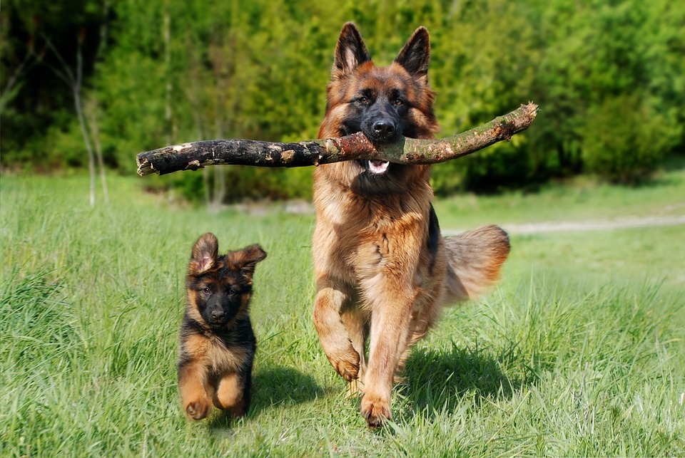 Service Dog