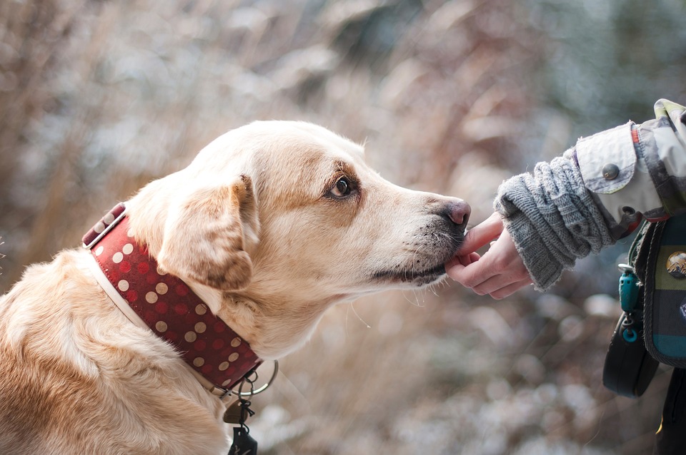 Service Dog