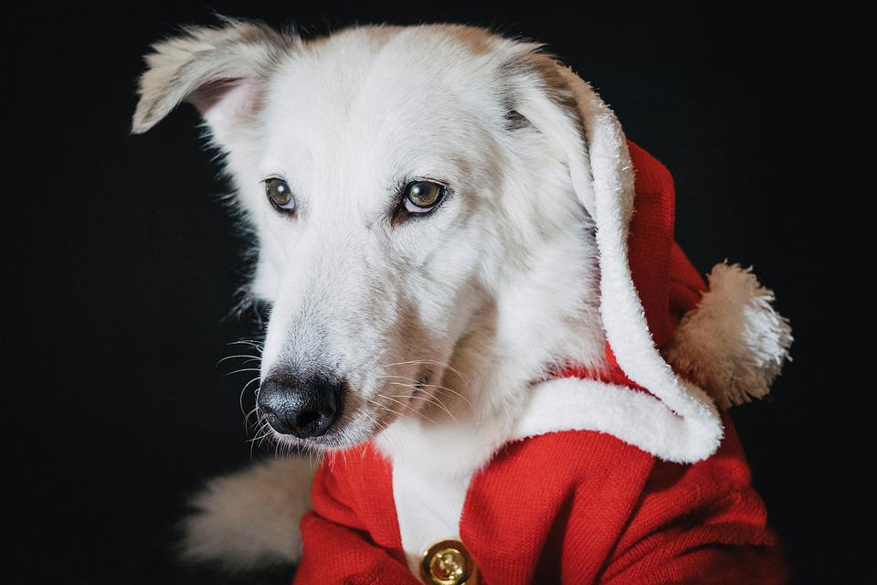 Service Dog