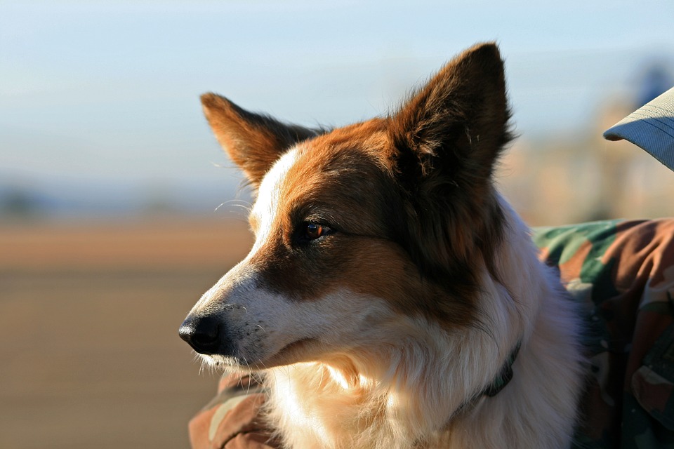 Service Dog