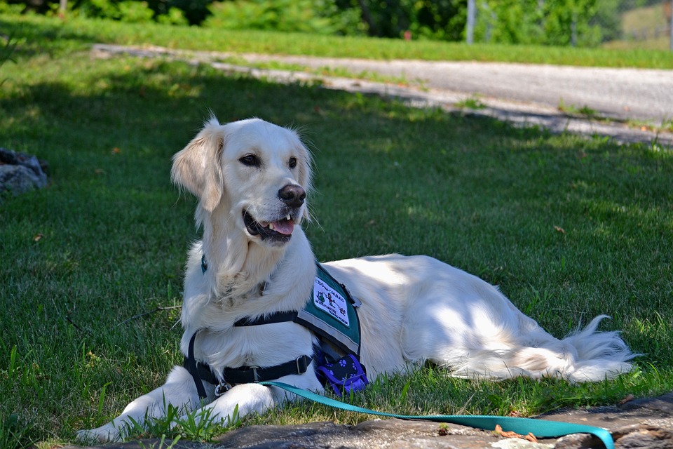best service dog breeds