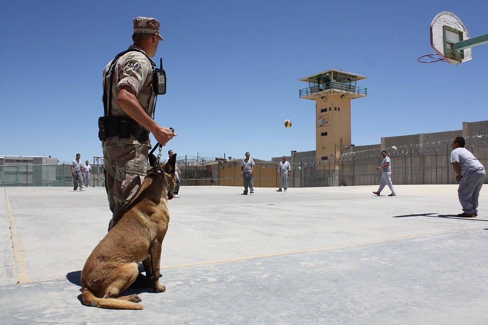 Service Dog
