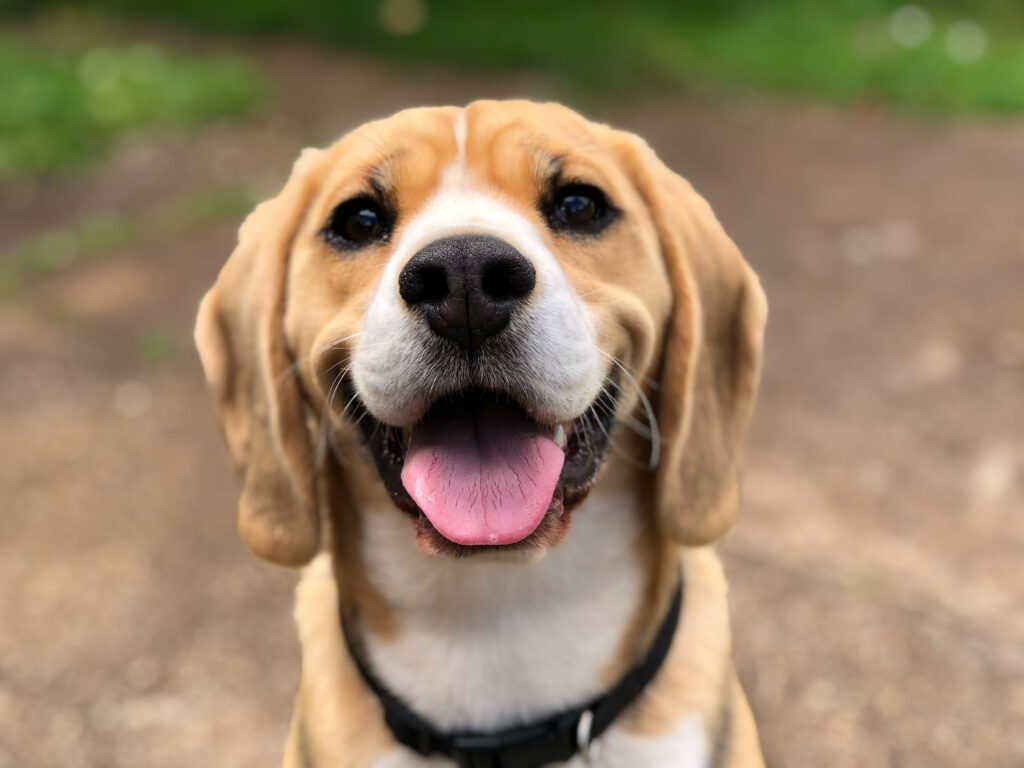Service Dog