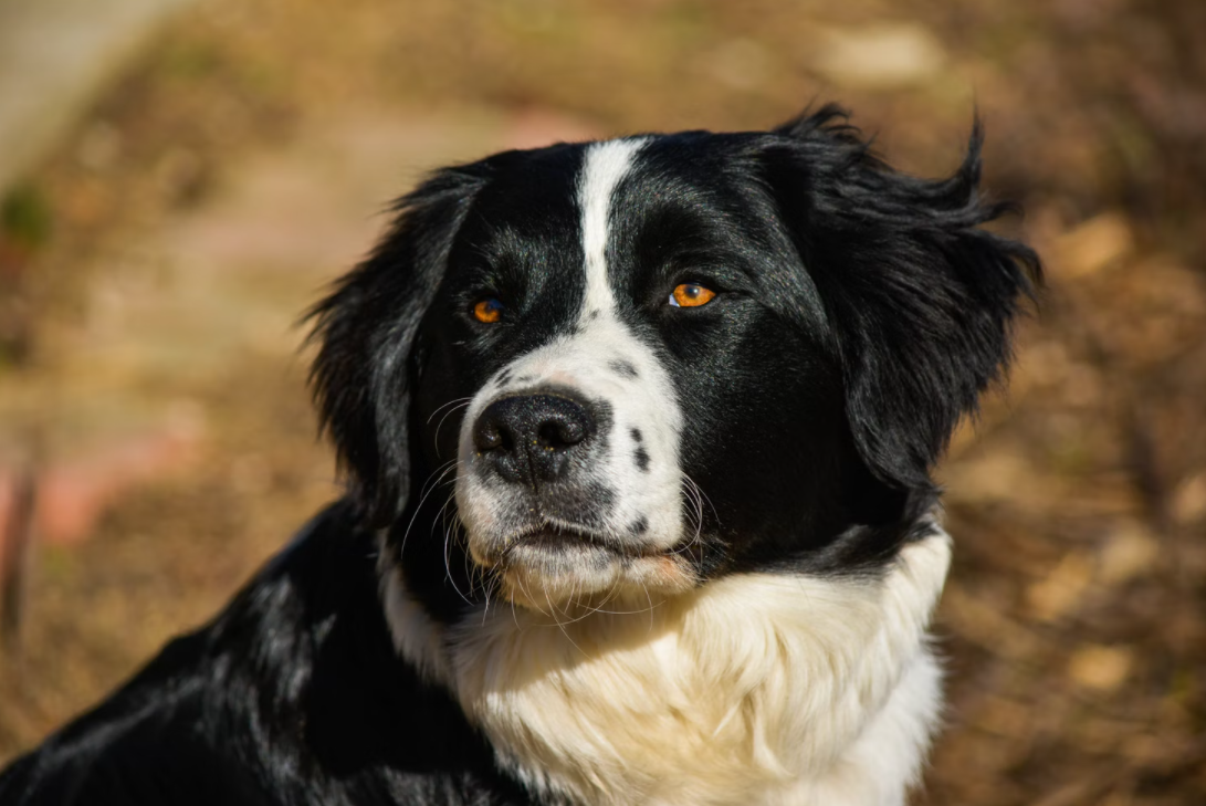 Smartest Dog Breeds