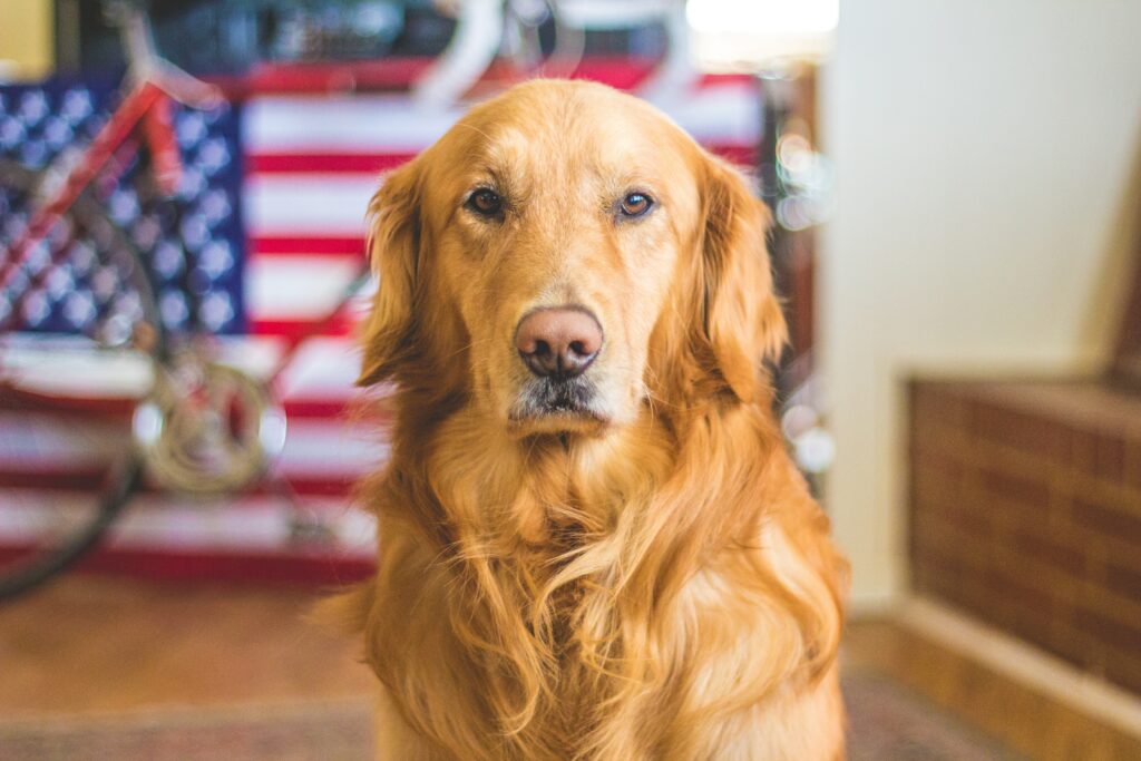 Psychiatric Service Dog