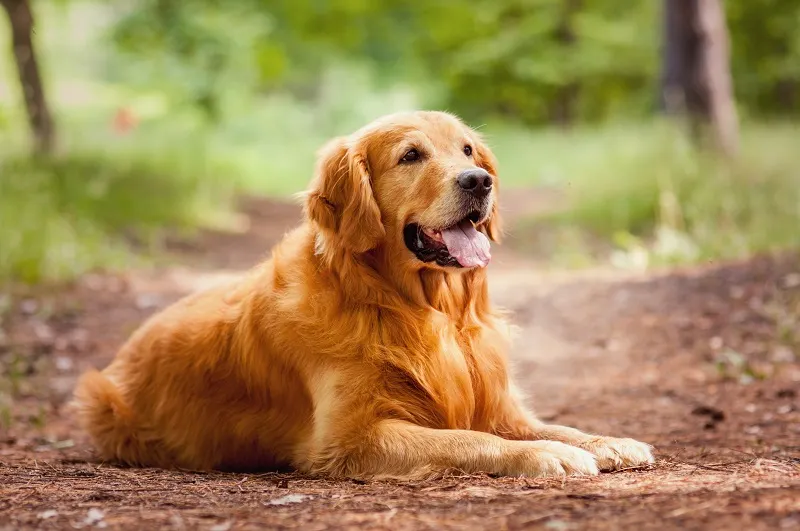Best Dog Breeds