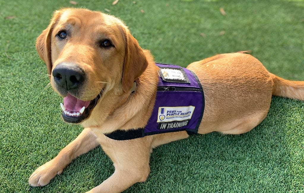 Service Dog