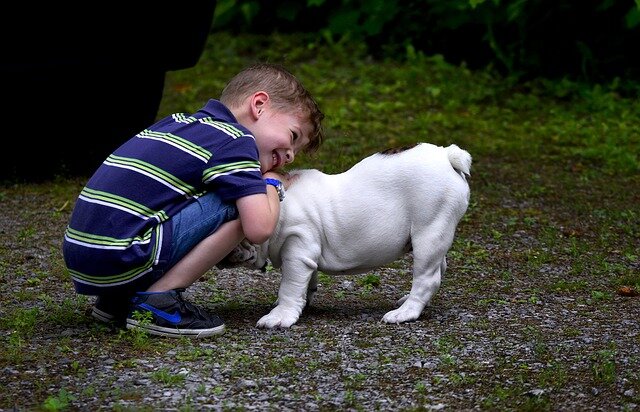 Best Service Dogs