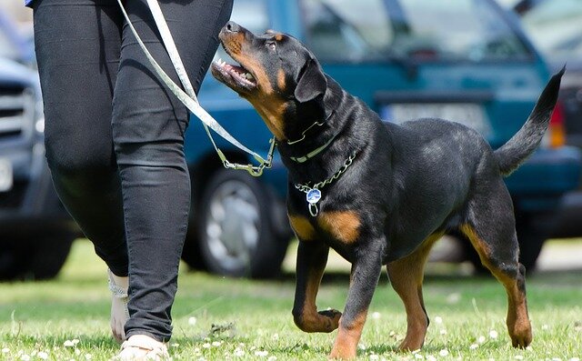 Qualify for a Service Dog