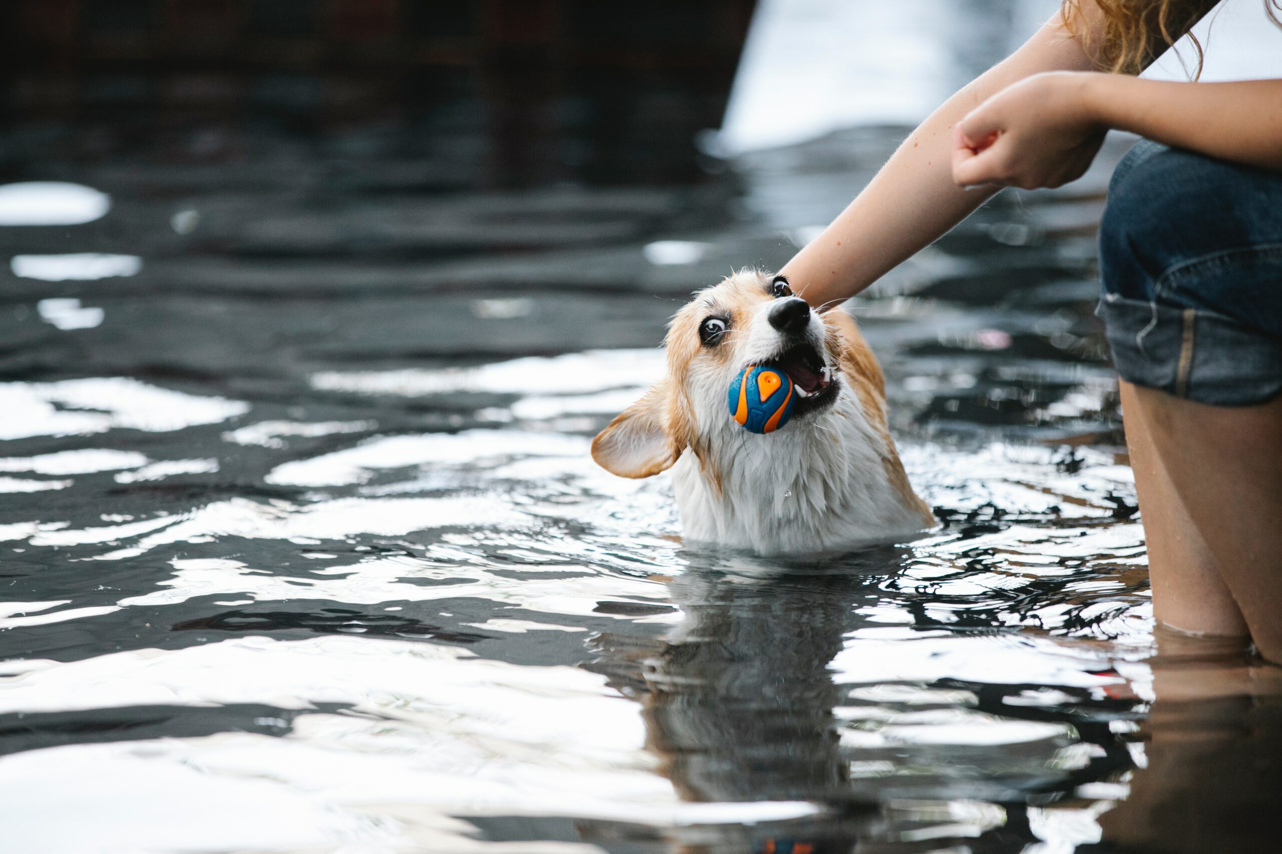 service dogs
