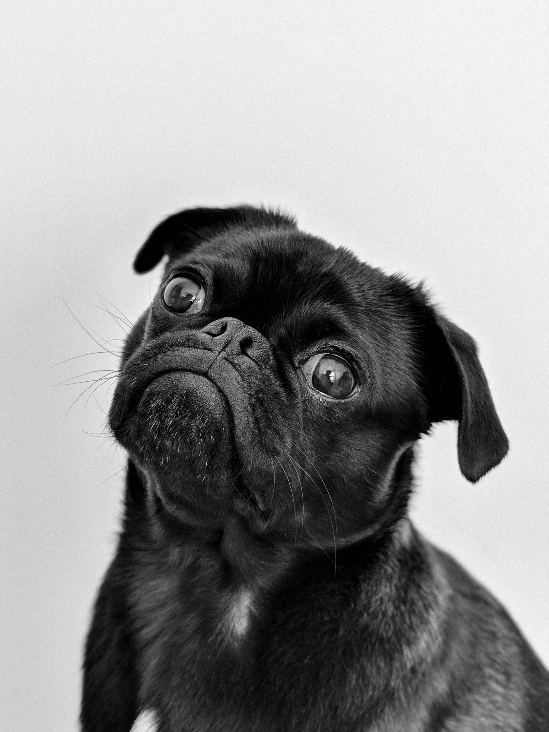 Best Dog Breeds