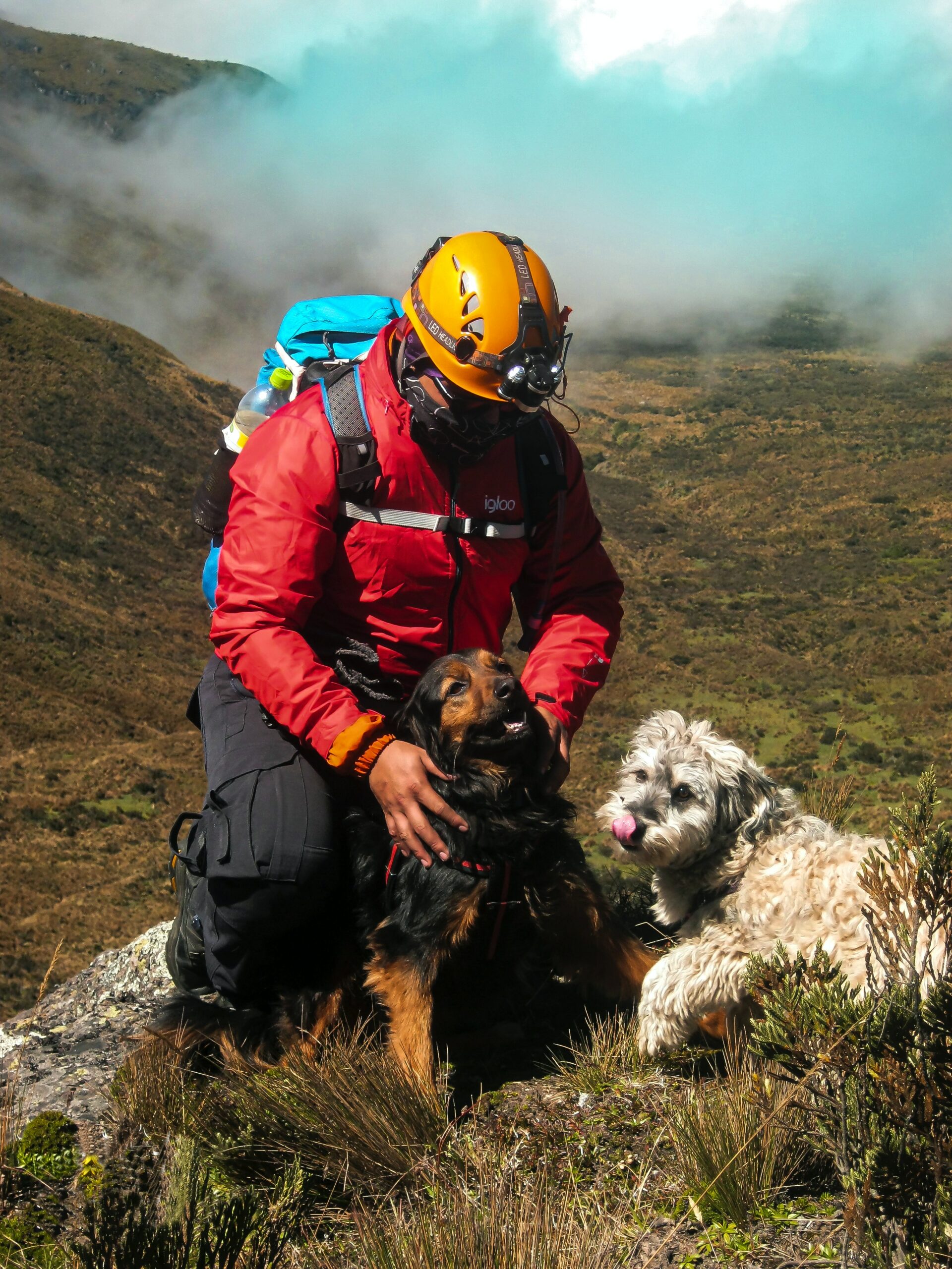 service dog