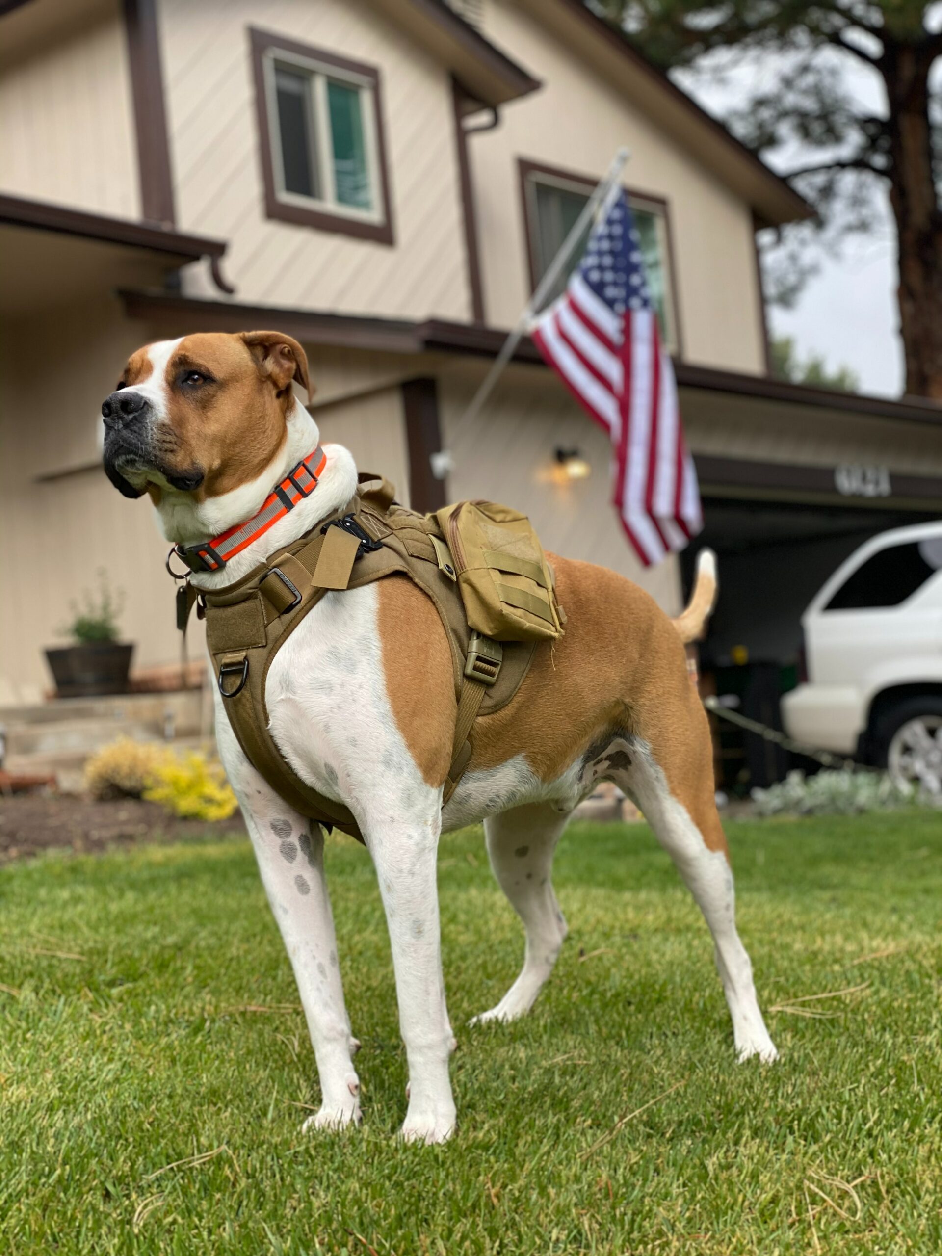Service Dog