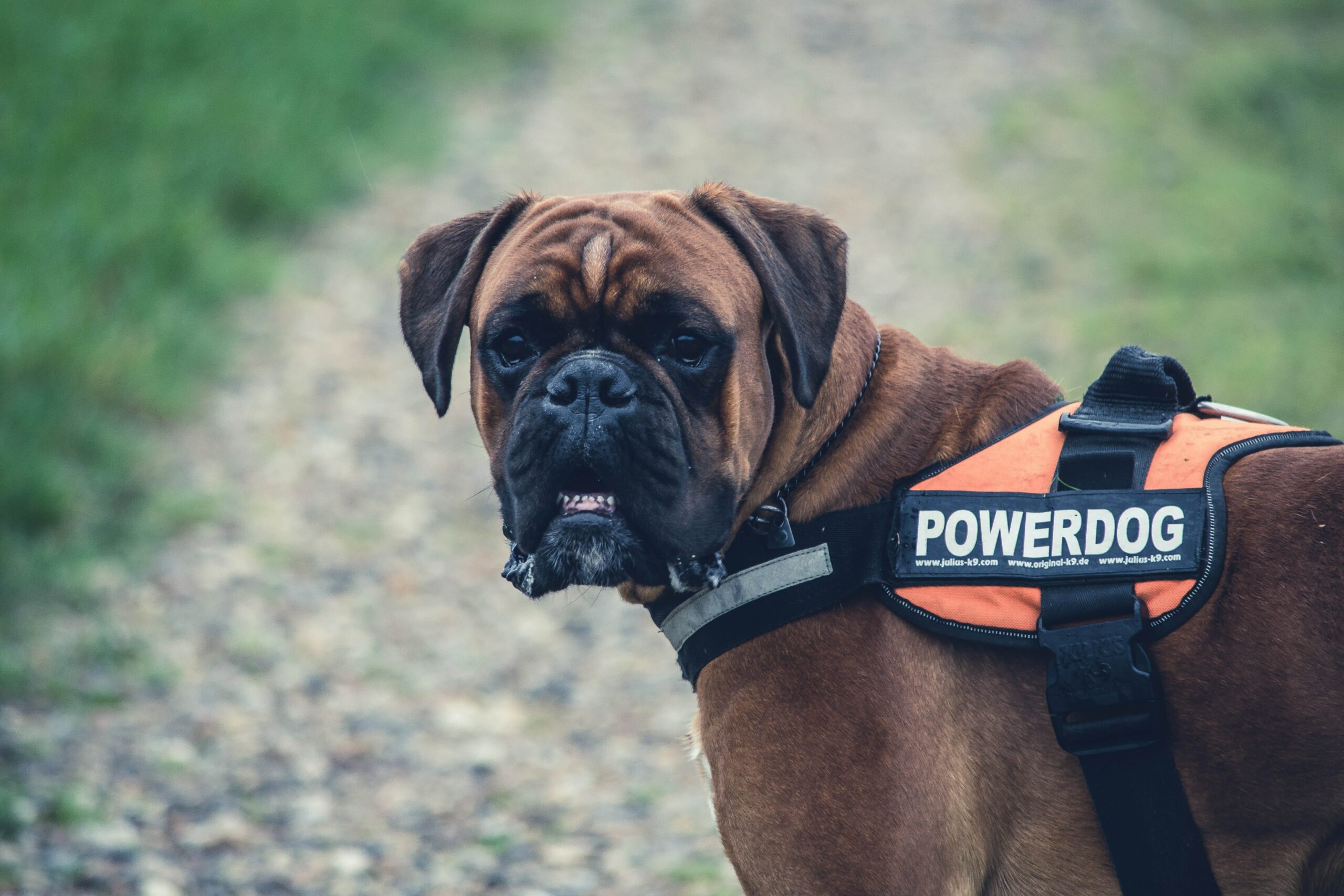 ADA and Service Dog Registration
