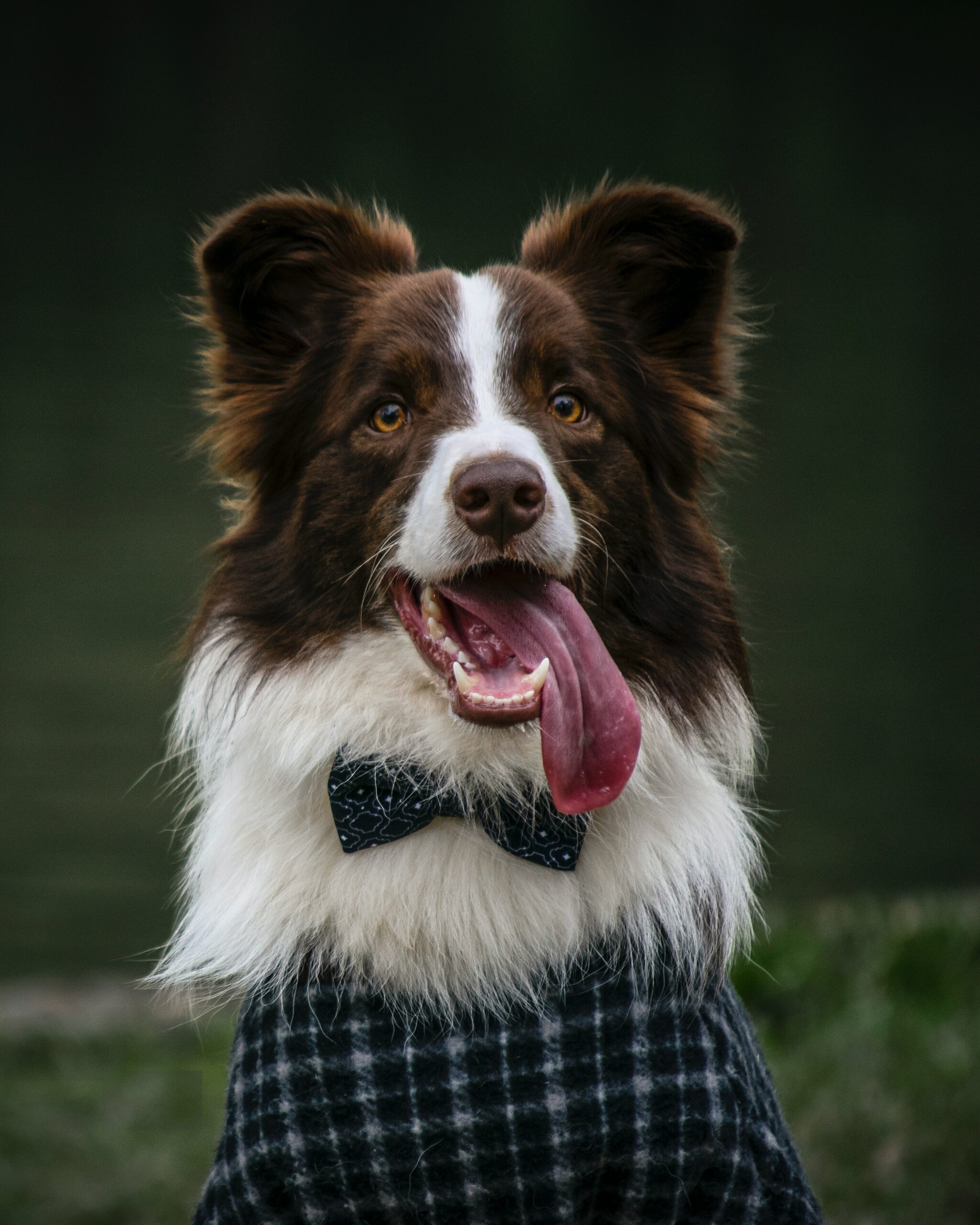 service dog
