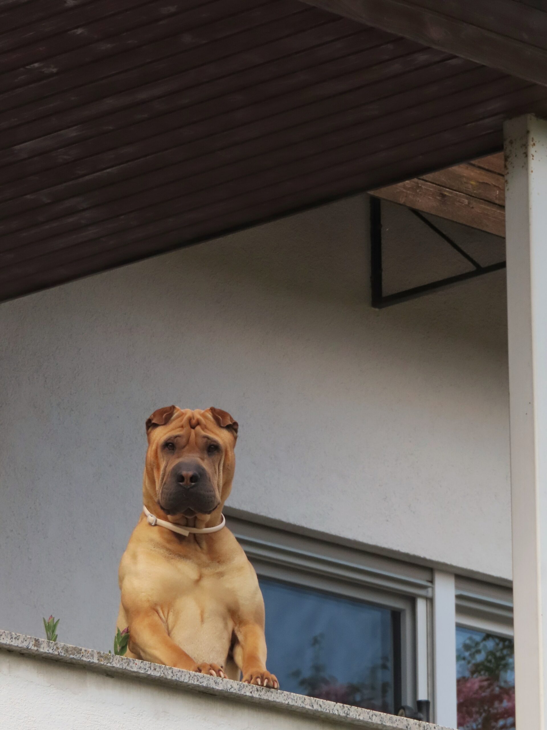 Psychiatric Service Dog