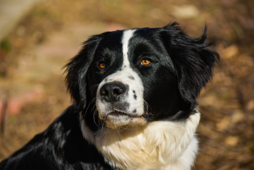 black and white border collie